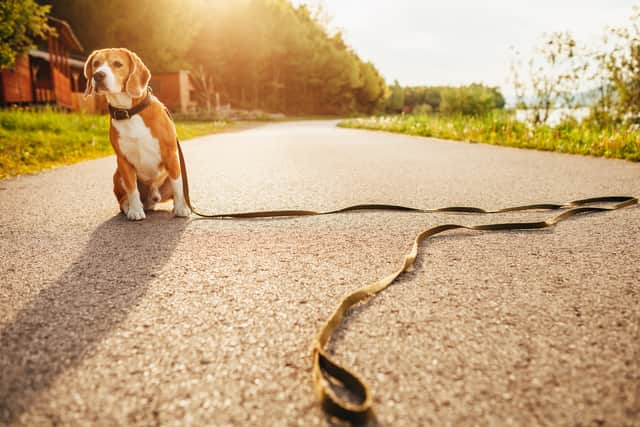 It’s a horrible situation when your family pet goes missing, but research has found that there are some places in the UK where it’s more likely to occur than others (Photo: Shutterstock)