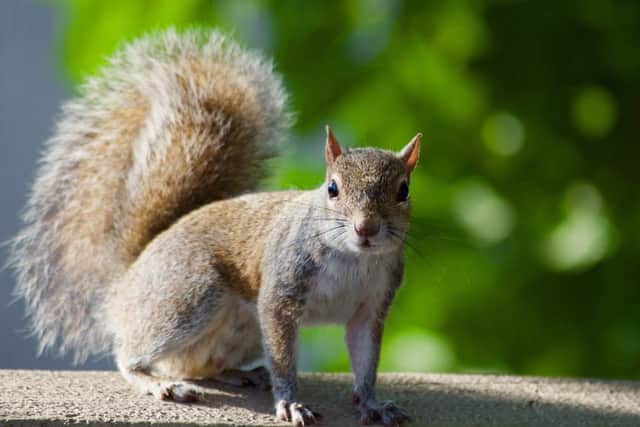 You don't have to worry about bubonic plague carrying squirrels quite yet (Photo: Shutterstock)