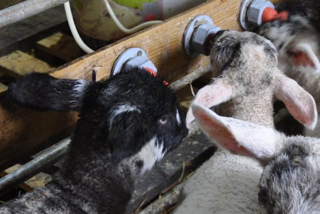 Surplus lambs reared on performance-formulated lamb milk replacer perform just as well as lambs running naturally with the ewe