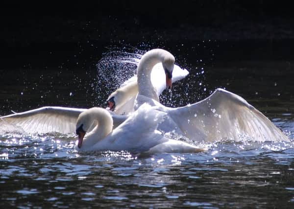 Swan Spray, by Keith Golt