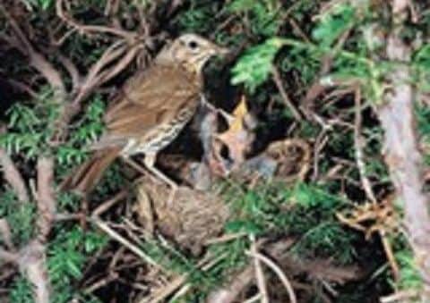 Do not disturb  nesting birds