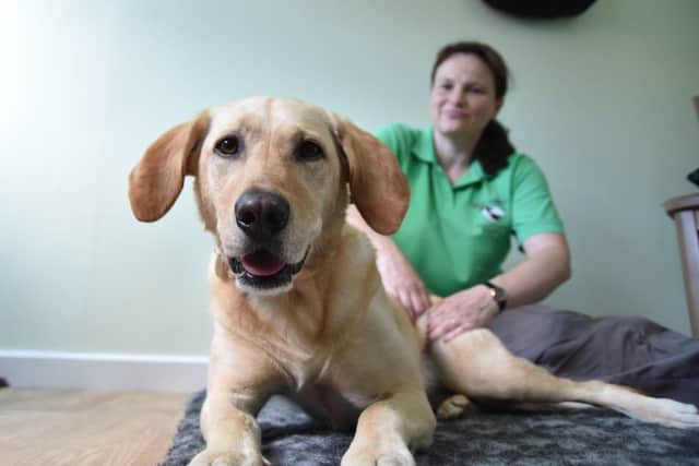 Karen Young works at Safe Hands Canine Massage in Dacorum