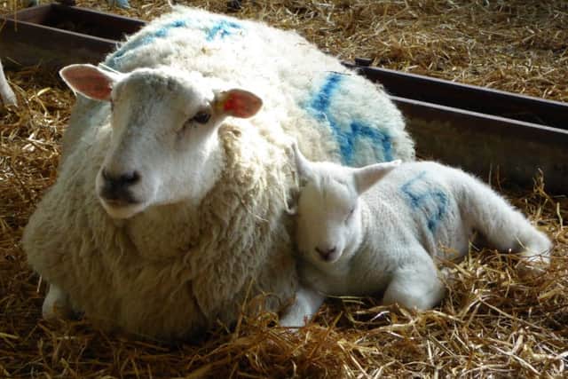 Picture copyright Heather Jan Brunt