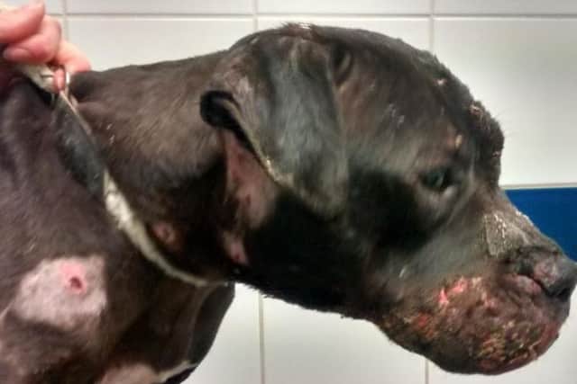 RSPCA staff found Kali with bite marks, scratches and puncture wounds