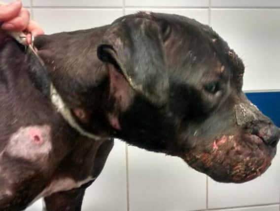 RSPCA staff found Kali with bite marks, scratches and puncture wounds
