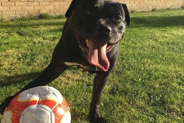 Kali is now looking for a new home
