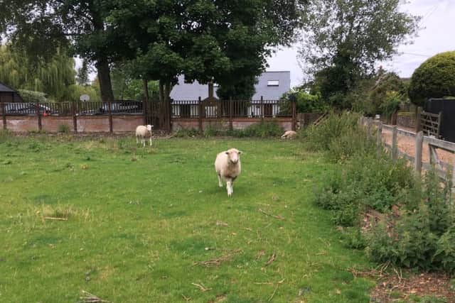 Residents have been worried about the welfare of two remaining sheep  after a third was found dead. Neighbours say they have been without water