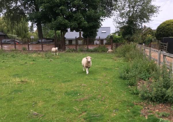 Residents have been worried about the welfare of two remaining sheep  after a third was found dead. Neighbours say they have been without water