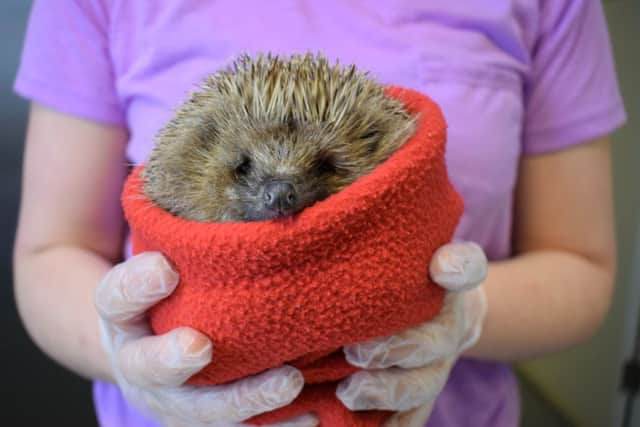 Becky Morley of Shepreth Hedgehog Hospital gives hedgehogs a bath before being released at Center Parcs Woburn Forest last week.