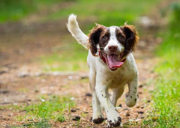 Pets at Home customers helpd raise over £1,000 fro Chilterns Dog Rescue