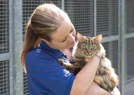 Cats Protection is in need of more cat fosterers