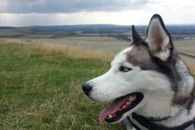 Diesel the husky will be taking part in the Chilterns 3 Peaks Challenge