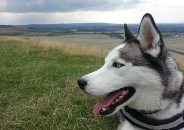 Diesel the husky will be taking part in the Chilterns 3 Peaks Challenge
