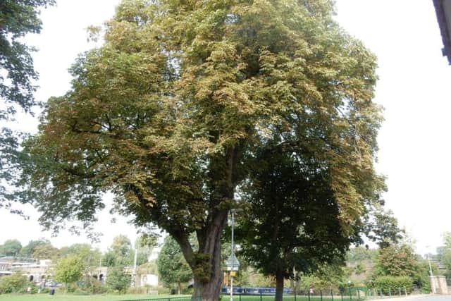 247 years old horse chestnut