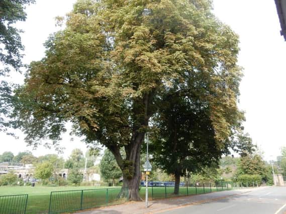 247 years old horse chestnut