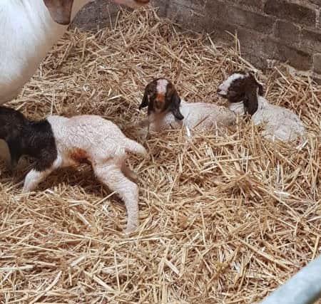 The nanny goat and three kids were recovered safe and well