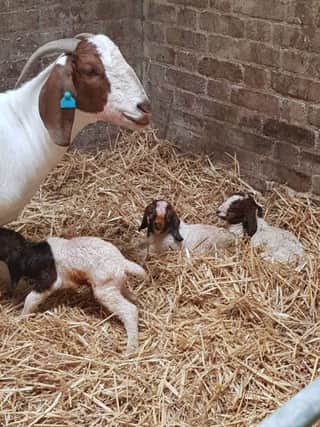 The nanny goat and three kids were recovered safe and well