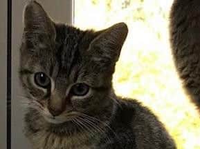 Kitten Luna
