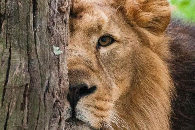 An Asiatic lion