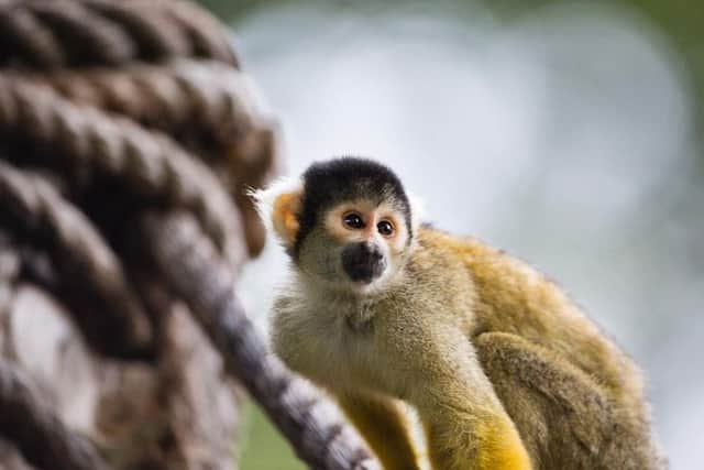 A squirrel monkey at ZSL London Zoo