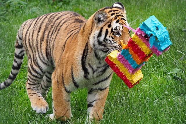 The cubs are celebrating their first birthday