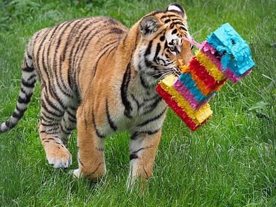 The cubs are celebrating their first birthday
