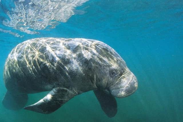 Spot manatees off the islands