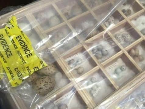 Police found thousands of eggs at Lingham's home stored in chests and wardrobes. Credit: RSPB