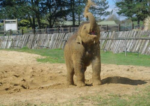 Scott the young elephant gets messy at Whipsnade Zoo