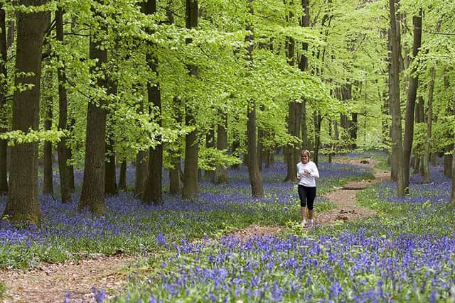 Running through bluebells at Ashridge May 2013
