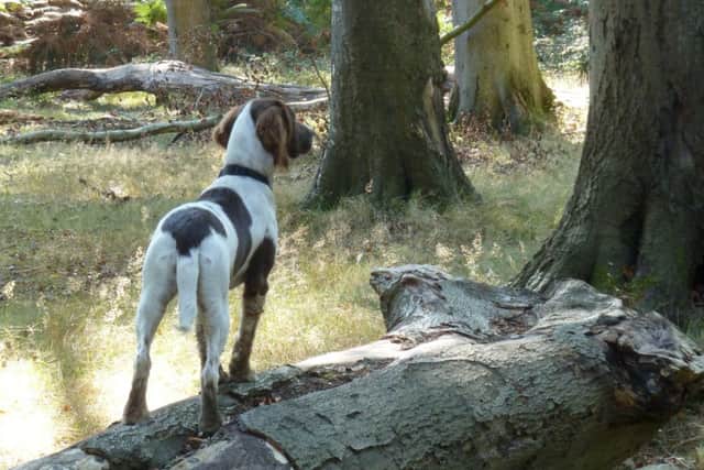 gaddesden place riding for the disabled sponsored dog walk in ashridge preview pictures