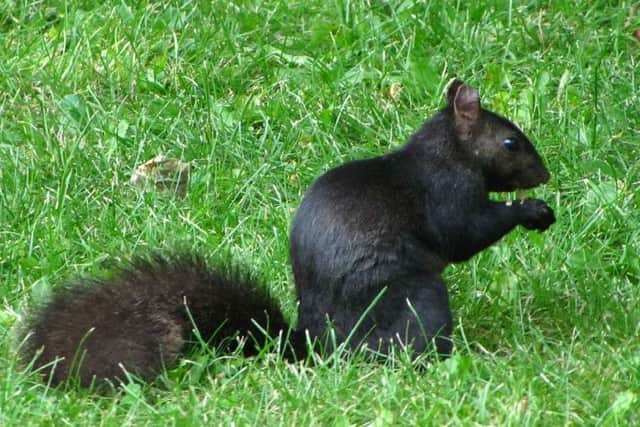 black squirrel