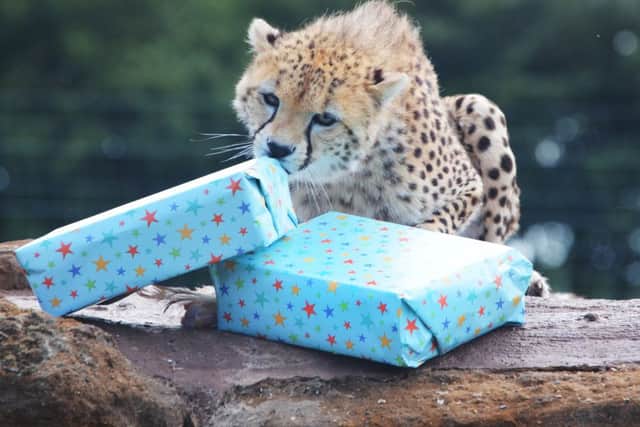 A Whipsnade cheetah with birthday presents