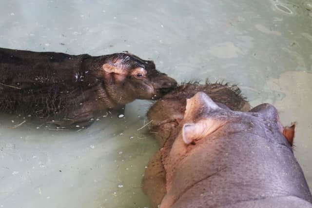 Baby hippo Nelly kisses mum Lola