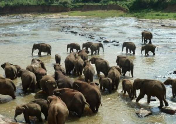 Some of the Pinnawala Orphanage's elephants enjoy a twice daily bath in the Ma Oya river