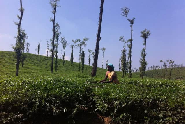Picking tea at the Glenlorna estate in Coorg, Karnataka, India. Picture: PA Photo.