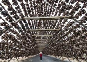Sarah Marshall standing beneath a hjell where cod fish are dried in Lofoten islands. Picture: PA Photo/Renato Granieri.