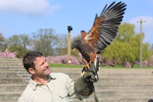 Steve with Harris hawk Tulsa
