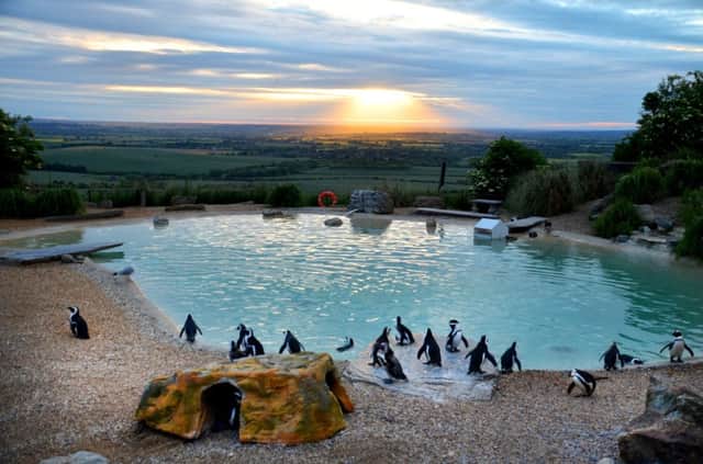 Penguins as sun sets at Whipsnade Zoo