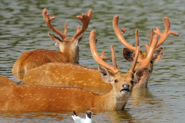 Barasingha or 'swamp deer' cool themselves down at Whipsnade Zoo