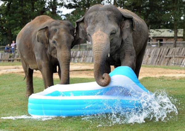 Paddling pool fun for the elephants at Whipsnade Zoo