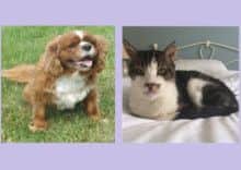 Blake and Kipper are seeking loving new homes