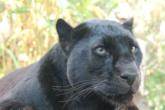Is there really a big cat on the prowl in Hemel Hempstead?