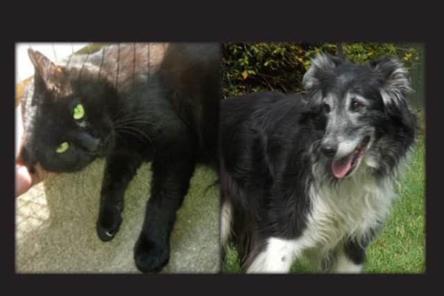 Mojo and Susie are looking for loving owners. Can you give them a home?