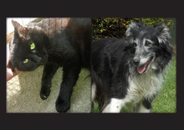 Mojo and Susie are looking for loving owners. Can you give them a home?