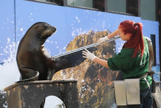 Weigh-in at ZSL Whipsnade Zoo, August 2014
