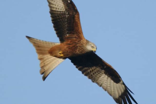 Red kite above the Chilterns. Photo: Gerry Whitlow