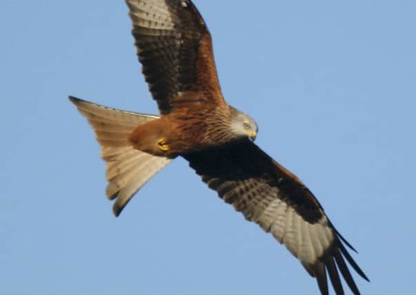 Red kite above the Chilterns. Photo: Gerry Whitlow