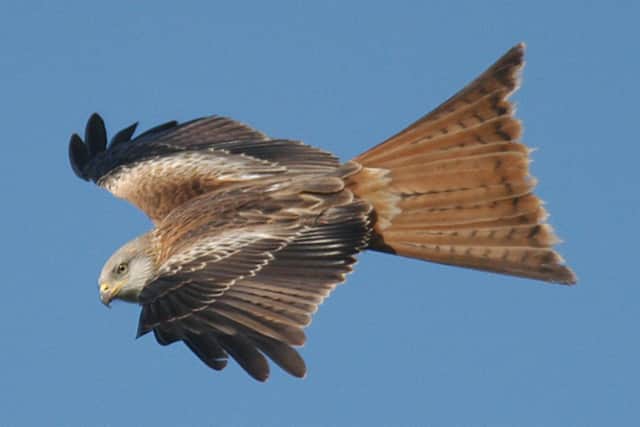 Red kite above the Chilterns. Photo: Gerry Whitlow PNL-140829-144401001