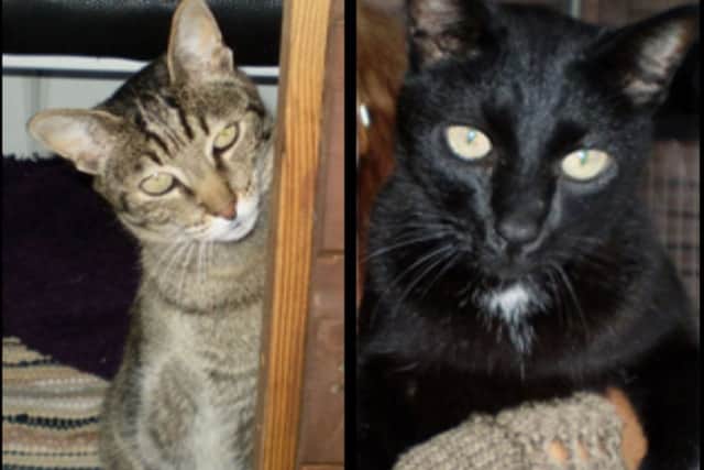 The two cats and Toby the dog (below)